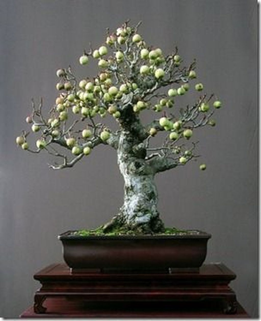 30+ Favorite Bonsai Tree Ideas For Your Garden