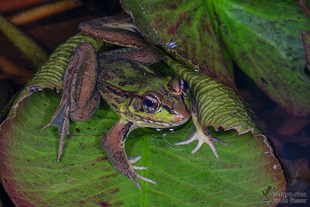 Lithobates forreri - Forrer's Grass Frog