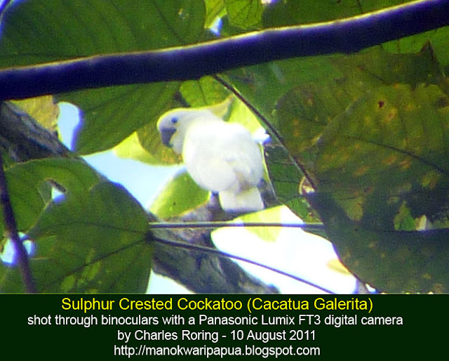 Sulphur-crested Cockatoo (Cacatua galerita) shot through binoculars using Panasonic Lumix FT3 pocket camera.