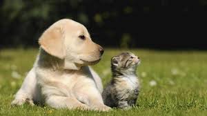 Juegos para estimular a los perros mentalmente estimular mente perros