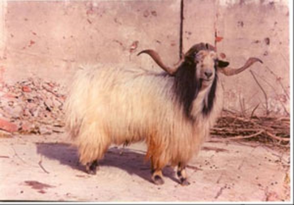Most Popular Indigenous Breeds of Goats in India