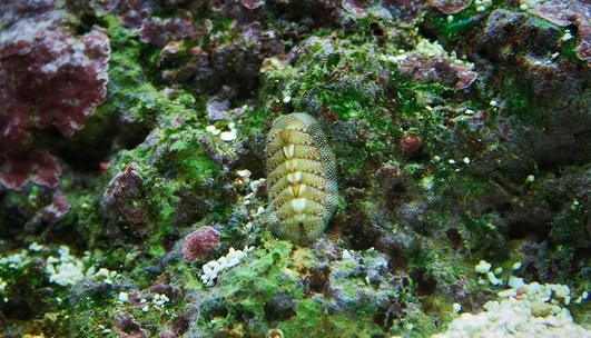 chiton.jpg