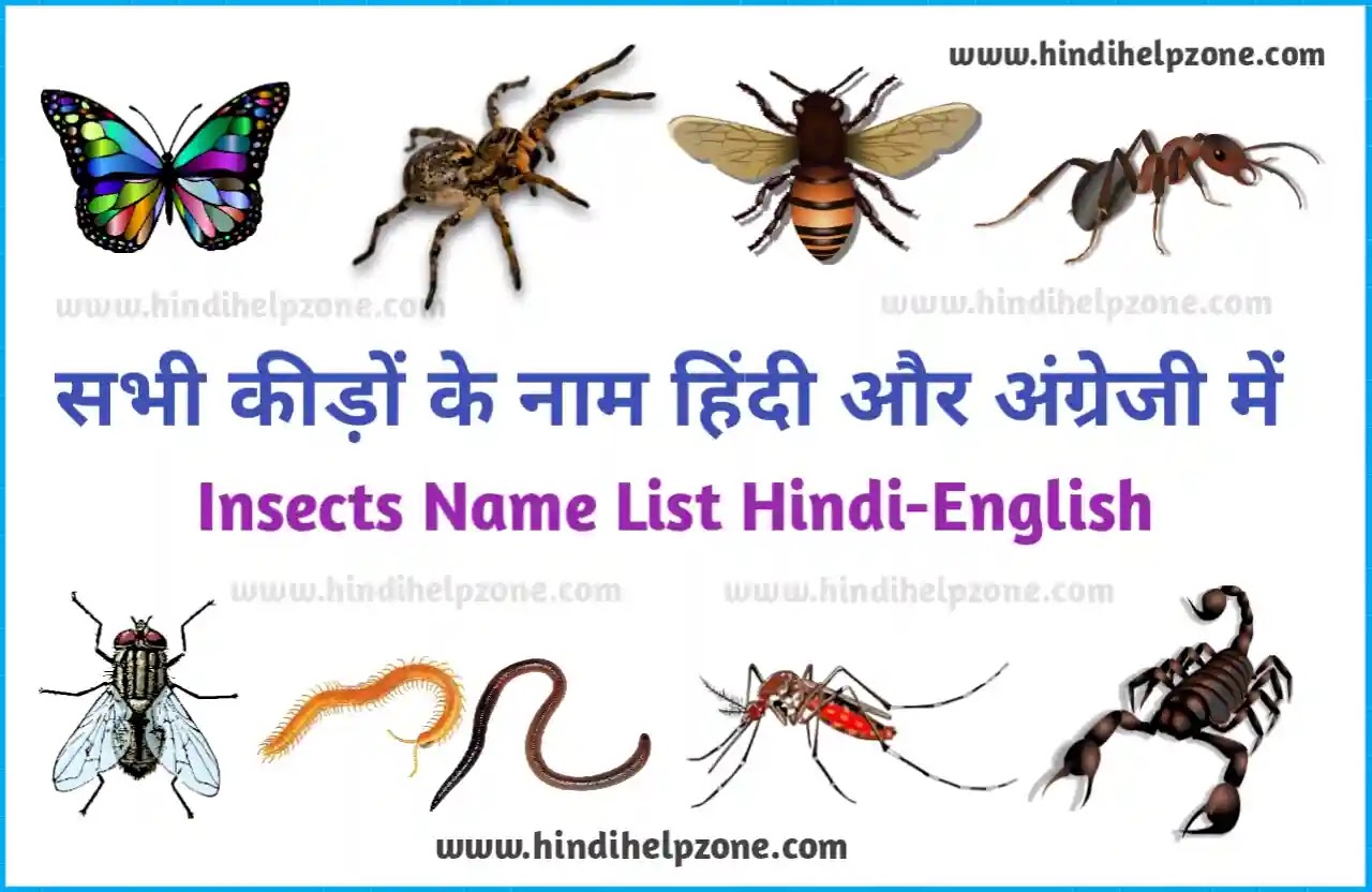 All Insects Name List in Hindi and English कीड़ों के नाम