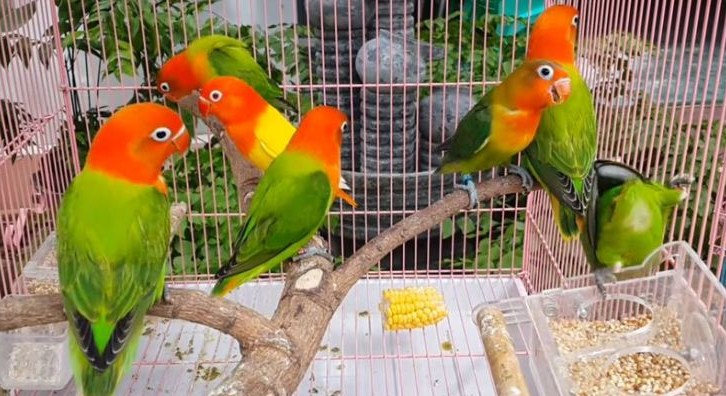 Cara Dan Tips Akurat Memilih Burung Lovebird Ombyokan Yang Prospek