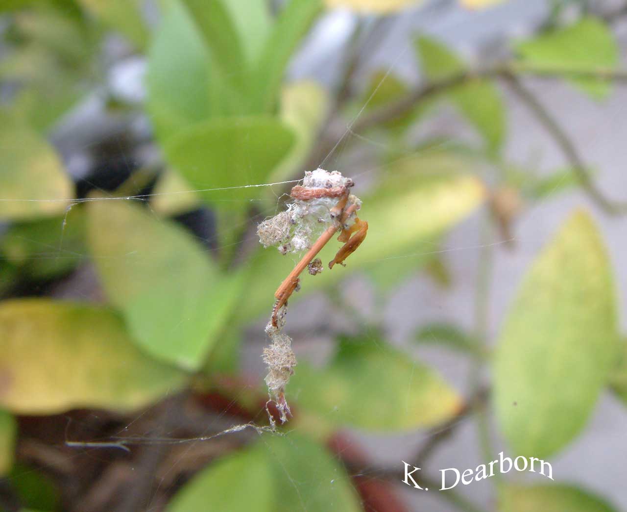 AnimalBytes: California Spiders