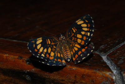 wildlife Nicaragua