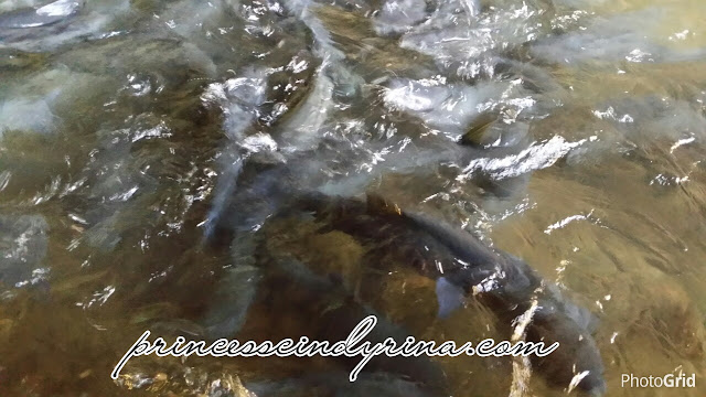 fishes in river