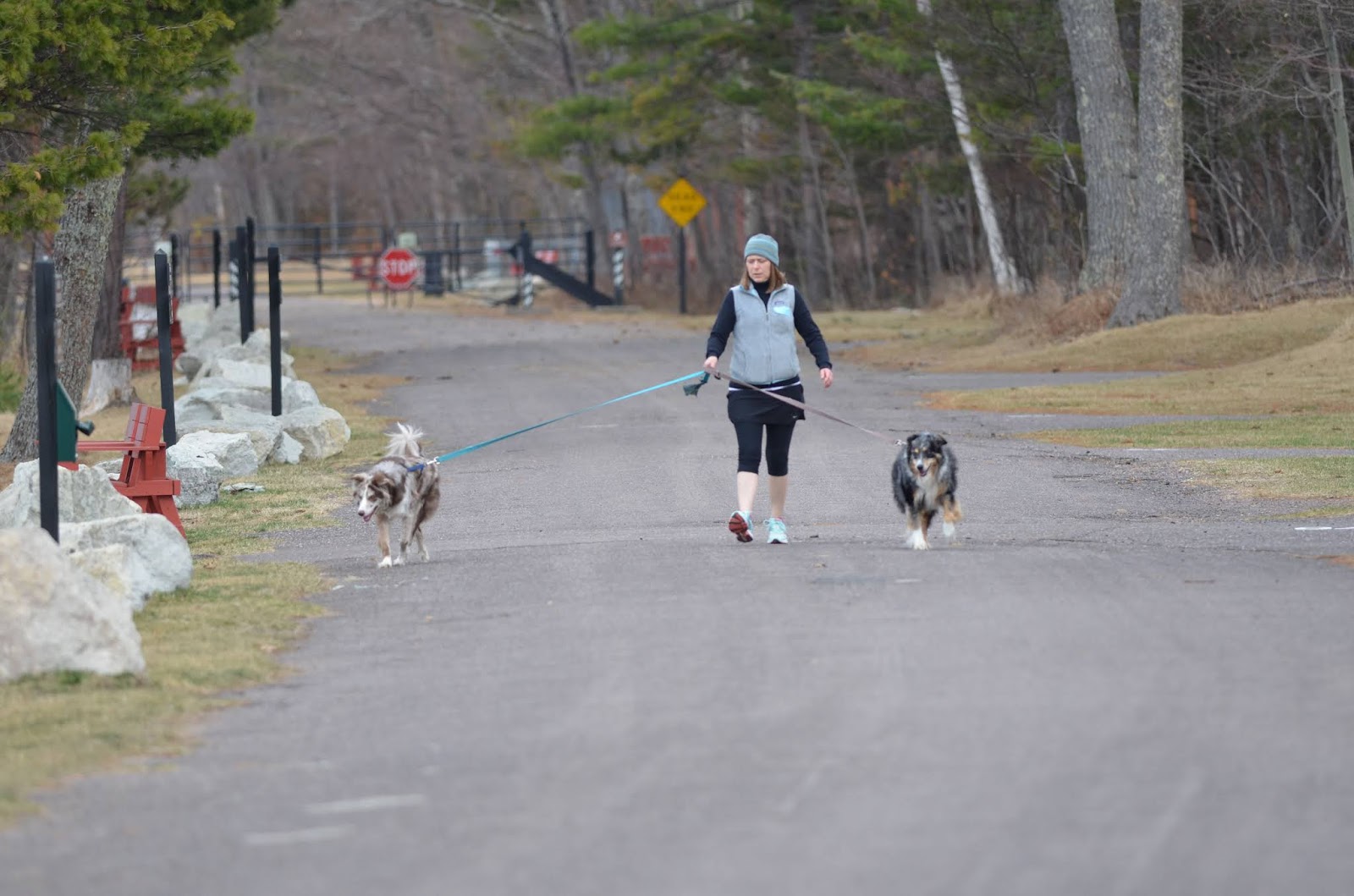 Paws in the Parks Bringing Dogs to Michigan State Parks The Voice