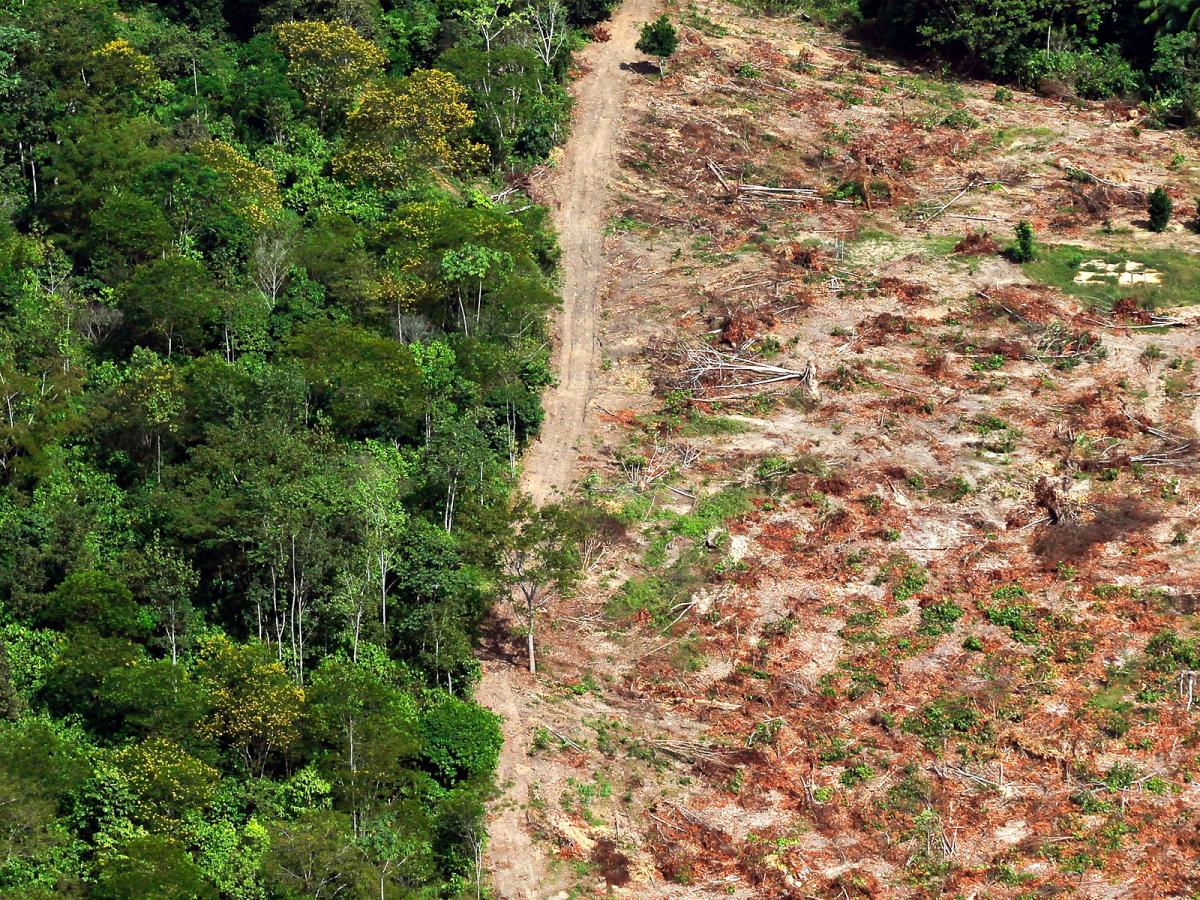 la-deforestaci-n-en-el-amazonas-llegando-al-punto-de-no-retorno
