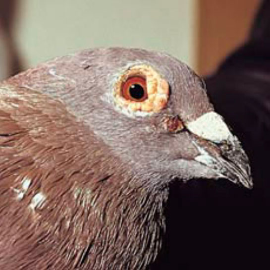 Guvercin Oyun Kuslari Guvercin Goz Nezlesi