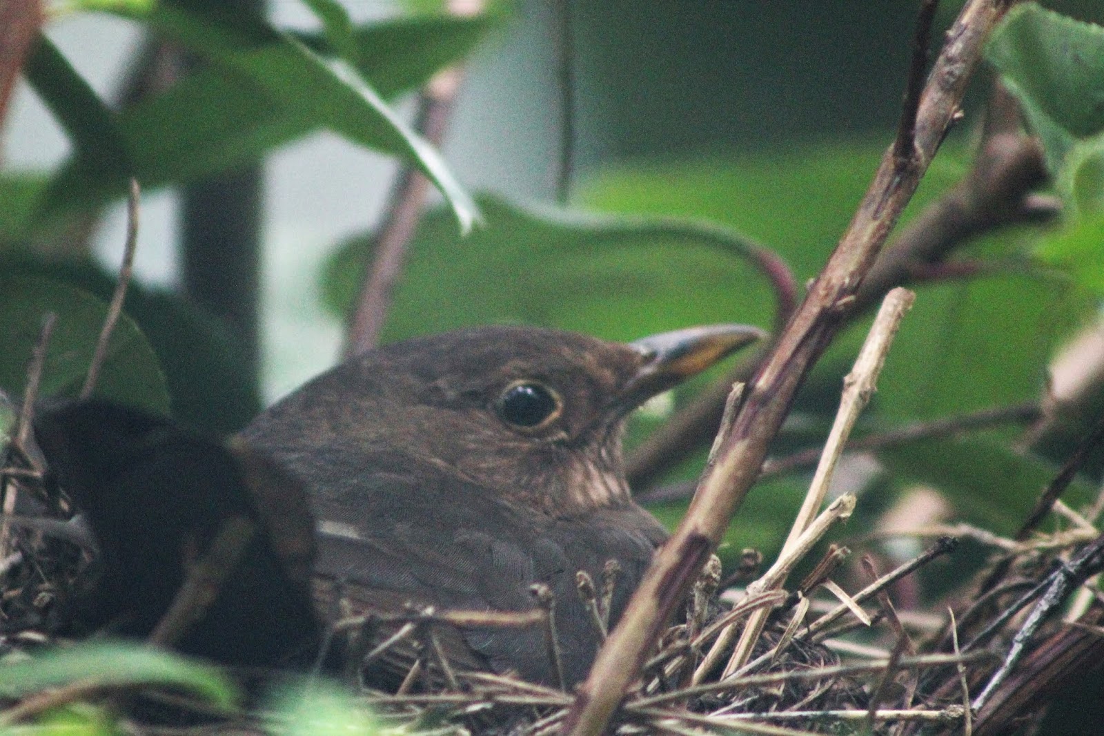 Martin Brookes Oakham: Blackbirds in nest