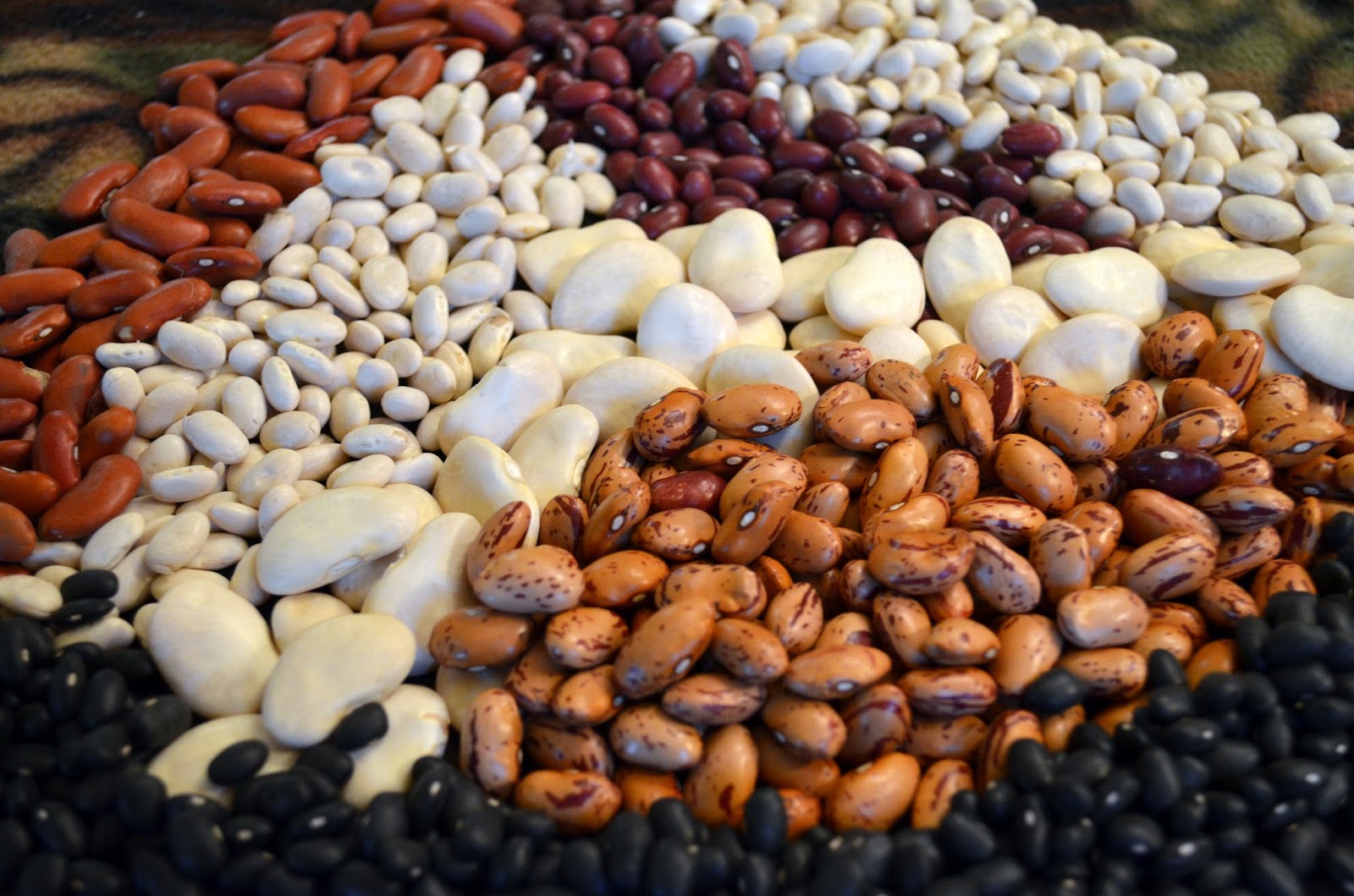 Farmers Seed & Supply Co. Inc. Know Your Beans