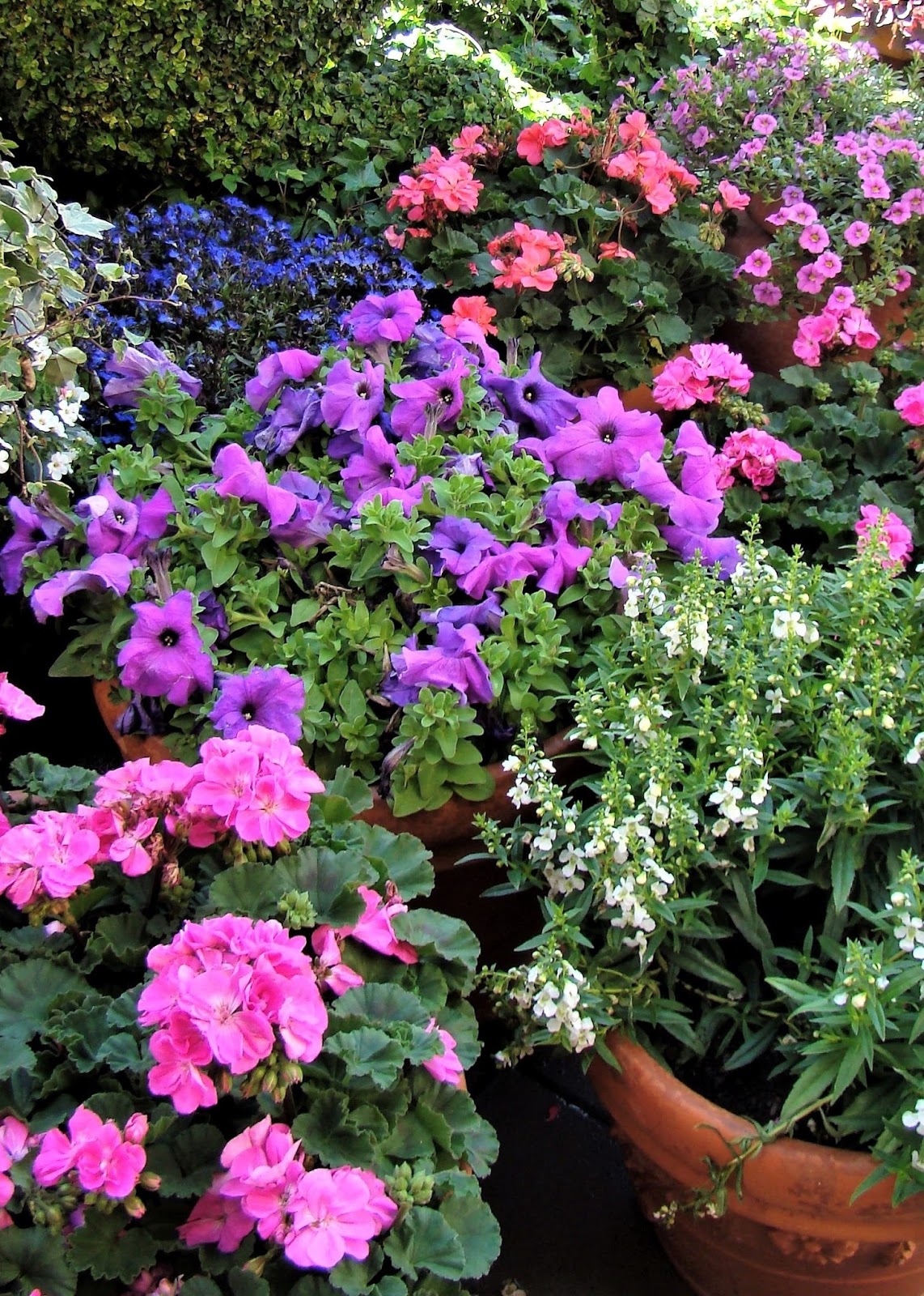 Jewel Tones in the Garden