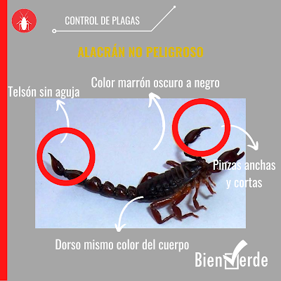 Control de alacranes