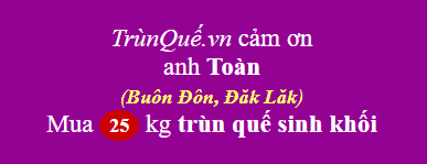 Trùn quế Buôn Đôn