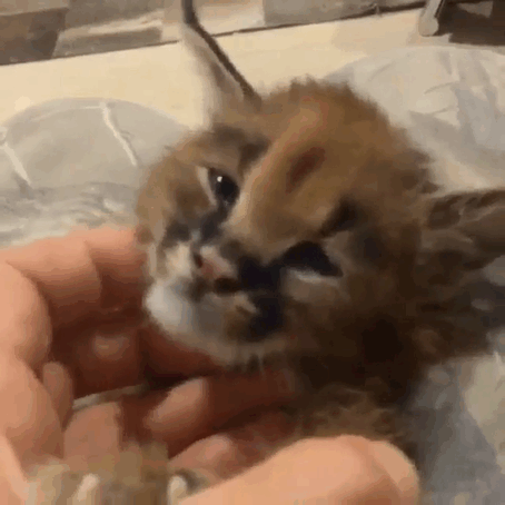 Beautiful Pictures Of Baby Caracals, One Of The Most Gorgeous Cat Species Ever Beautiful Pictures Of Baby Caracals, One Of The Most Gorgeous Cat Species Ever