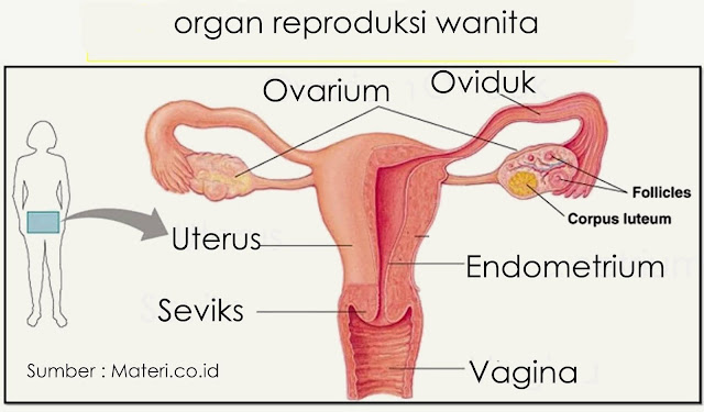 Sperma yang dihasilkan oleh testis akan keluar melalui