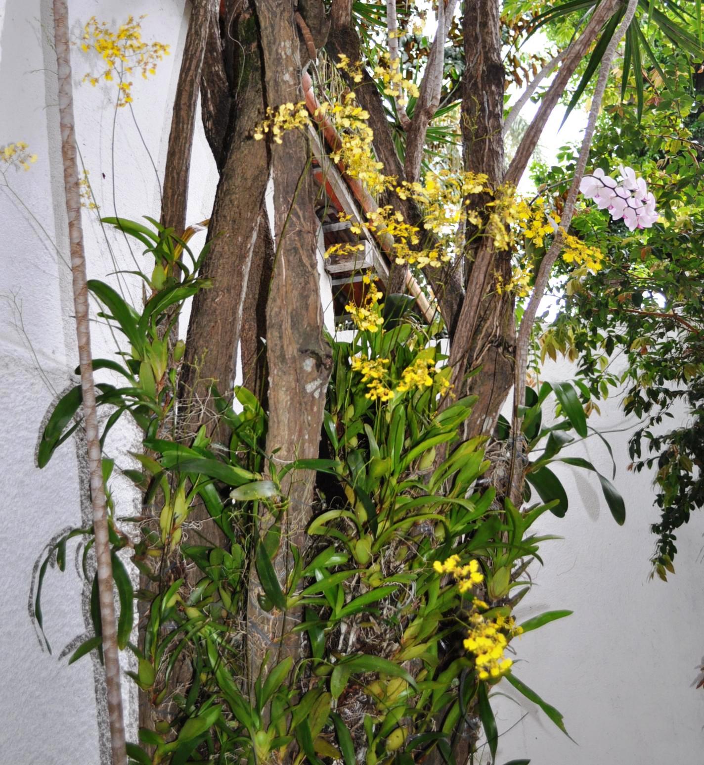 Paixão por orquídeas - Meu orquidário: Chuva de ouro - Oncidium