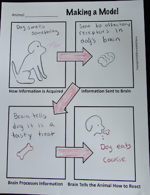 structure and function 4th grade structure and function 4th grade