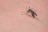 Is it Possible that Often Bitten by Mosquitoes be Immune?
