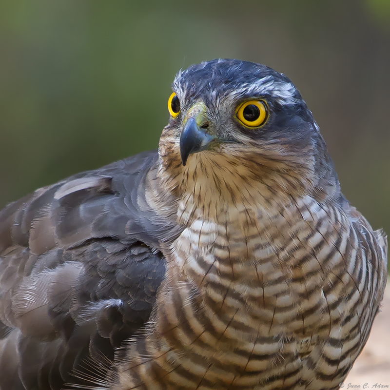 Naturfotografie Kanarische Inseln D Sperber (Accipiter nisus) E Gavilán