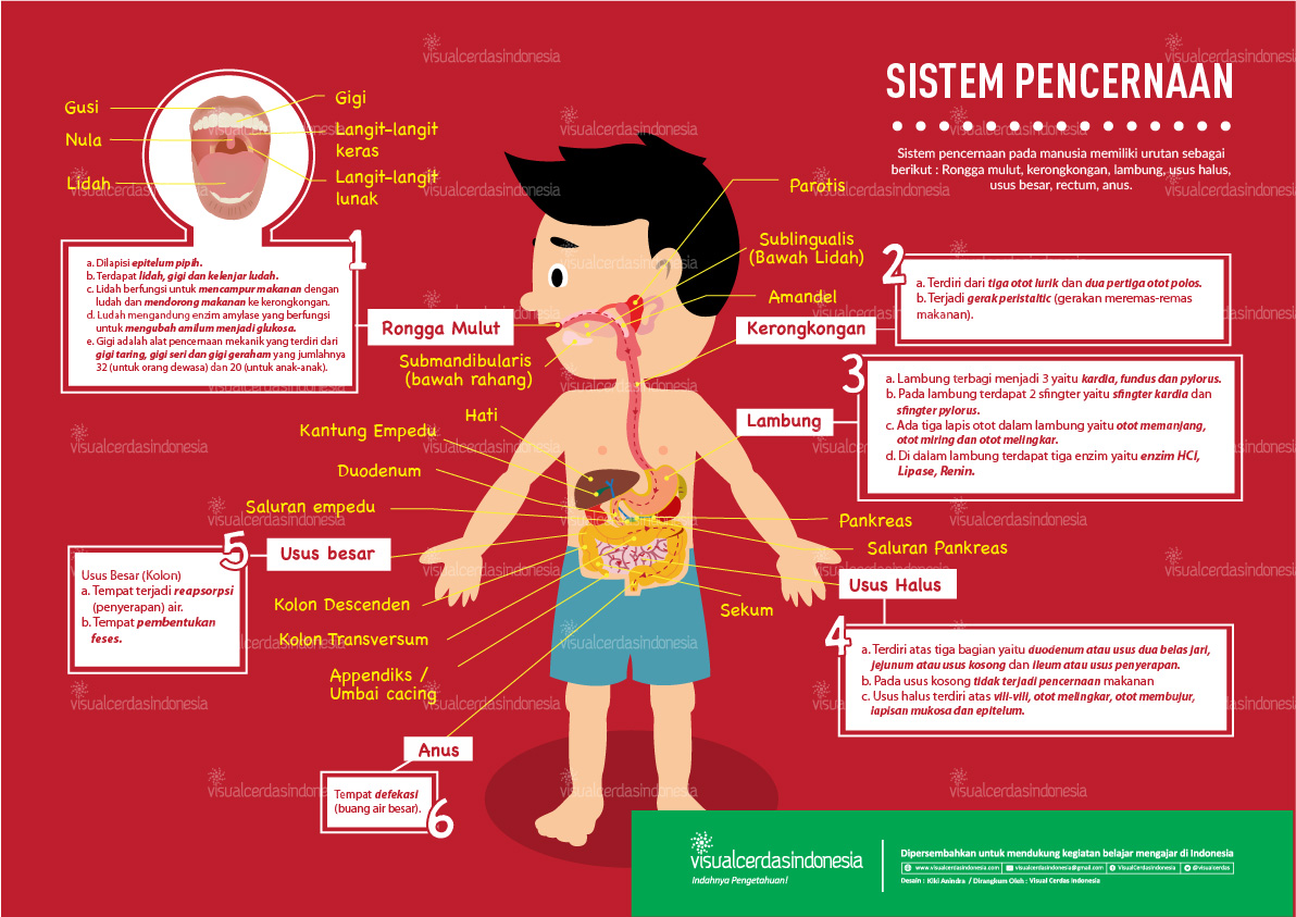 Fungsi Sistem  Pencernaan  Pada Manusia  Biologi Edukasi 