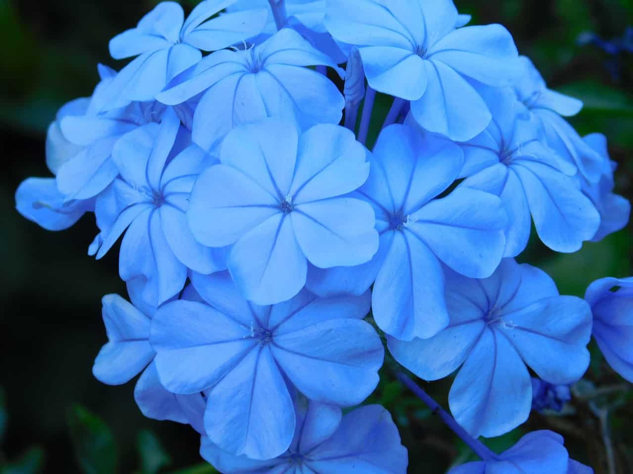 blue Jasmine flower