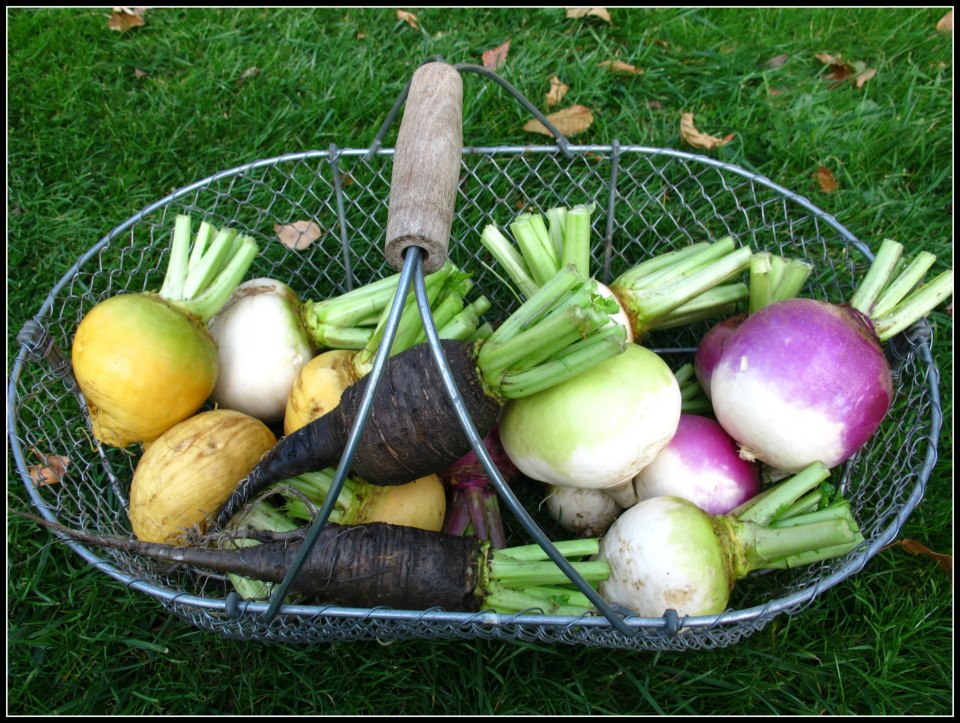 Tomato Addict The Black Turnip of France