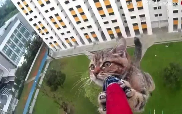 Cat falls off high rise