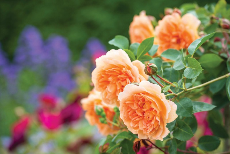 Las nuevas rosas inglesas del 2017 - Guia de jardin