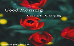 Good Morning Tuesday Images, Photo, Wallpaper Good Morning Tuesday Images, Photo, Wallpaper