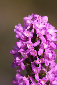 Marsh Fragrant Orchid - Cheshire