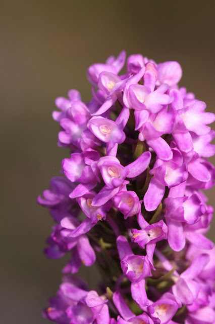 Marsh Fragrant Orchid - Cheshire