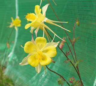 Aquilegia