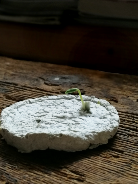 come-fare-bombe-di-semi-germoglio