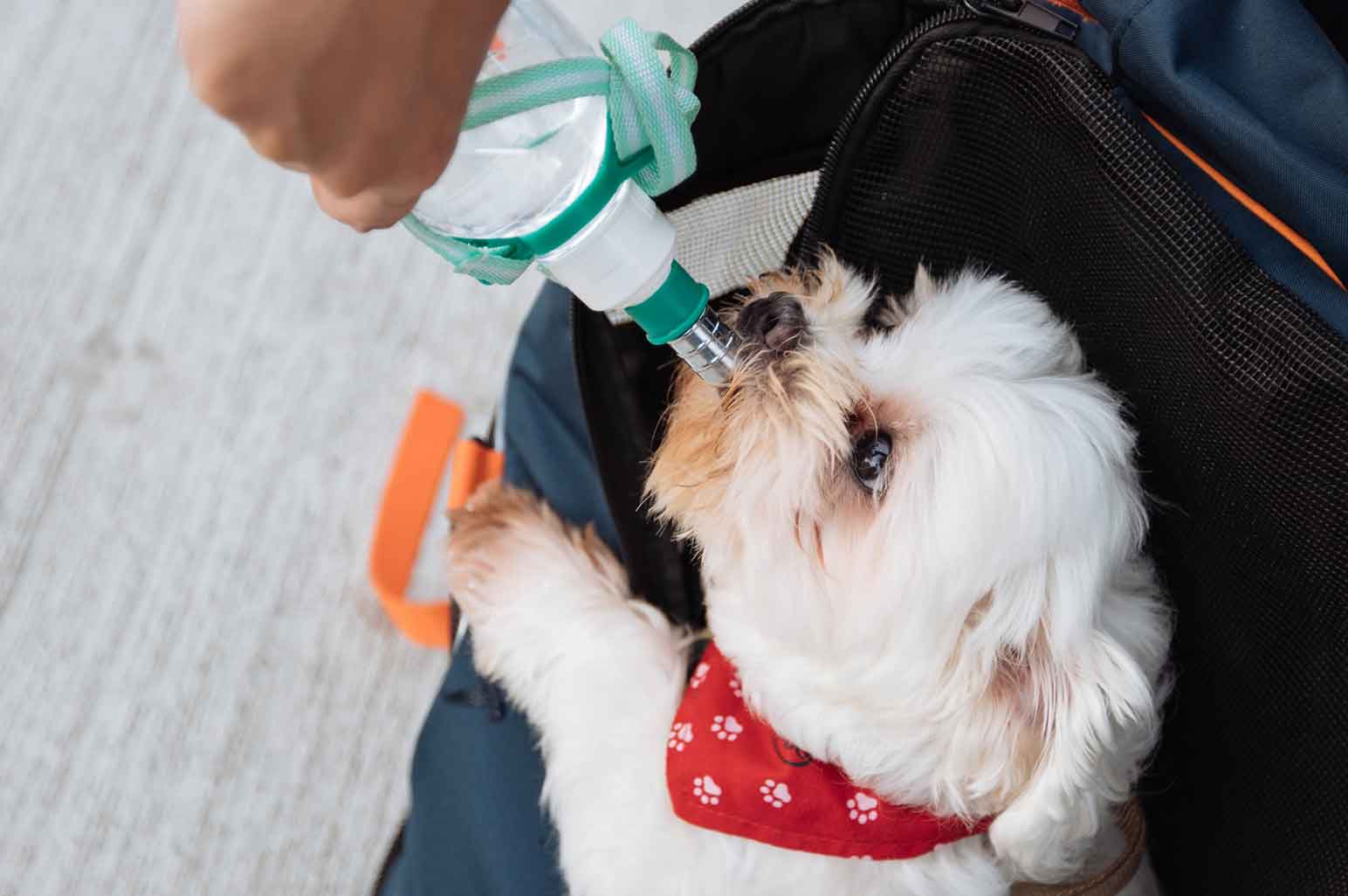 The Latest Tech Trends That Will Make Traveling With Your Dog Much Easier