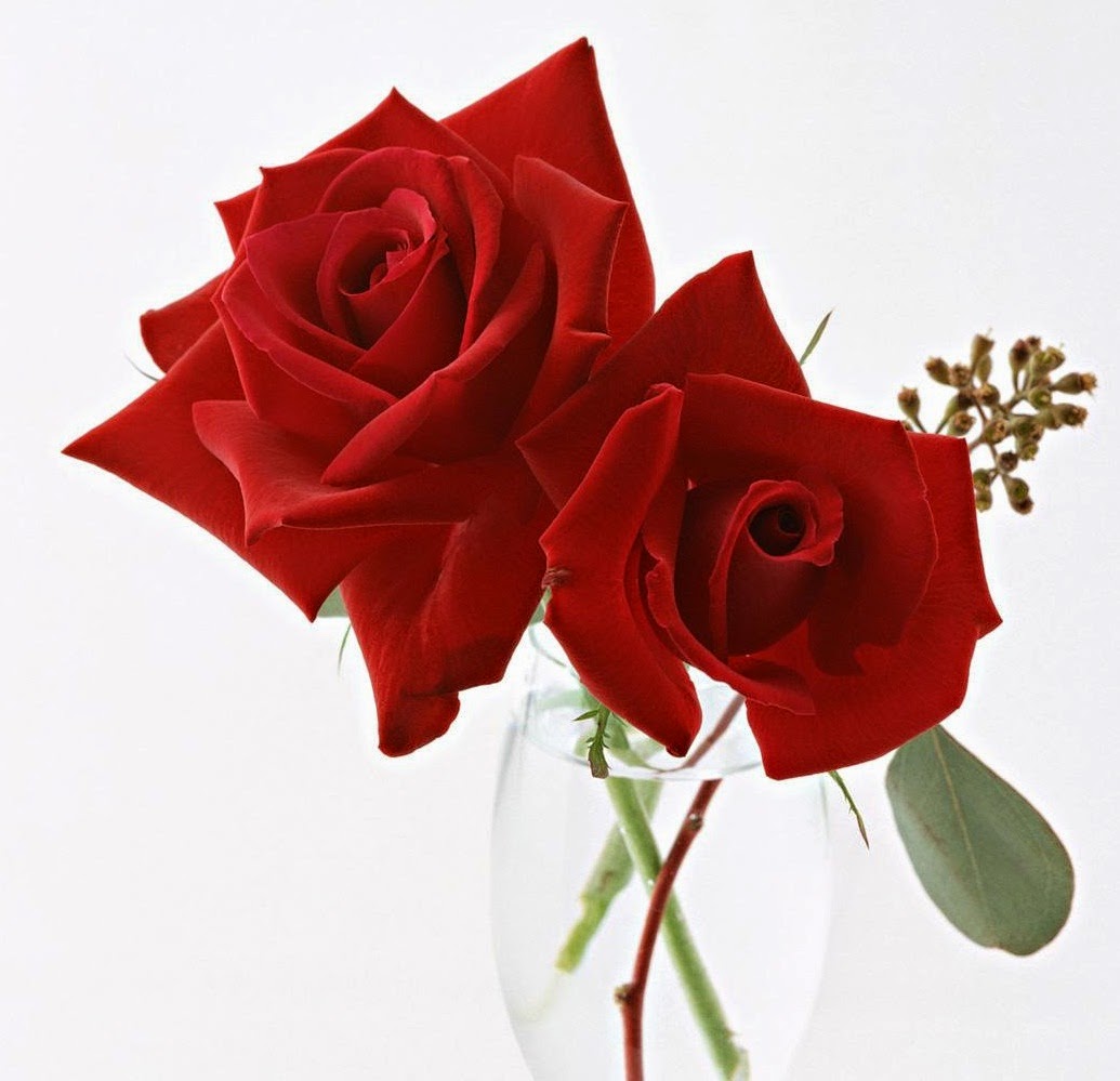 Best Flower In The World