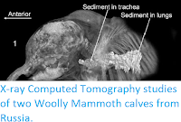 http://sciencythoughts.blogspot.co.uk/2014/11/x-ray-computed-tomography-studies-of.html