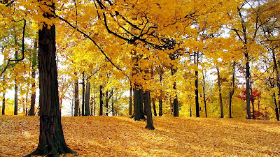 Yellow Forest Autumn Trees Mind Refreshing Wallpapers