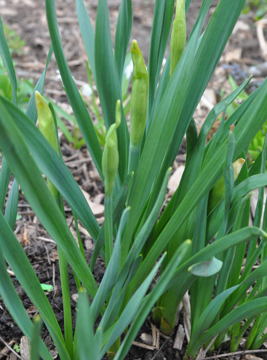 Three Dogs in a Garden A Little Cheat with Spring Bulbs