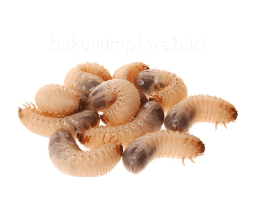 Arti Mimpi Belatung Versi Ramalan Primbon Jawa Buku Mimpi