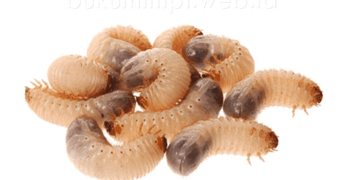 Arti Mimpi Belatung Versi Ramalan Primbon Jawa - Buku Mimpi