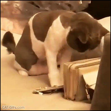 Funny Cat GIF • Cat caught in the act, trying to steal something in a handbag! “Uh…You’re home early, Mom!” Funny Cat GIF • Cat caught in the act, trying to steal something in a handbag! “Uh…You’re home early, Mom!”