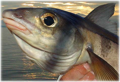 ARANTXA & Fish: 