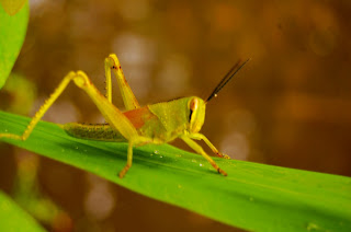 grasshopper insect perched on the leaves of weeds