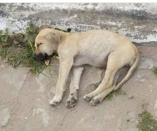 Cães  voltam a ser envenenados em Rio de Contas