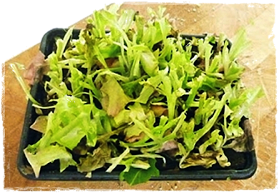 well used living lettuce