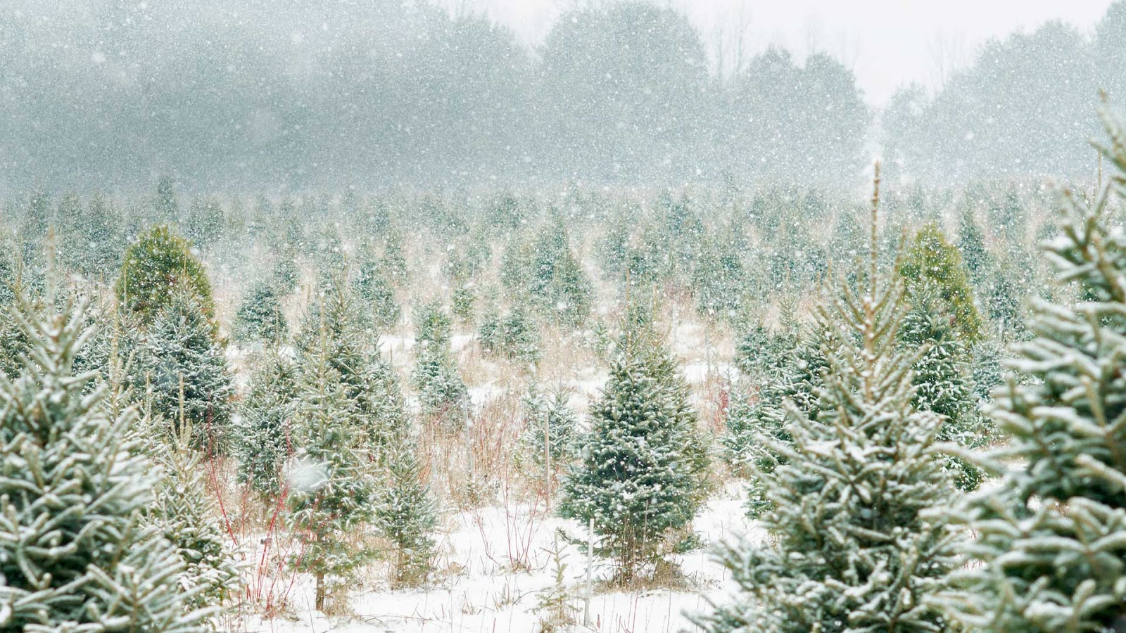 Christmas Tree Farm In Canada