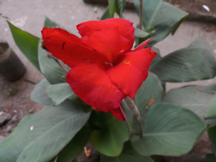 Edible canna African Arrowroot