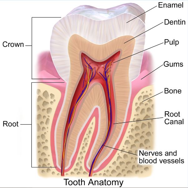 Dentosphere World of Dentistry MCQs on Oral Histology Cementum